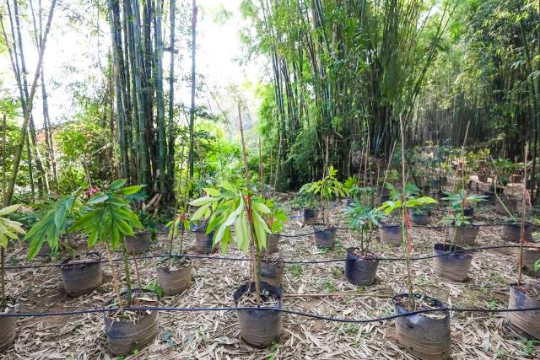 林下魔芋种植基地