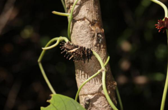裳凤蝶幼虫(9月)