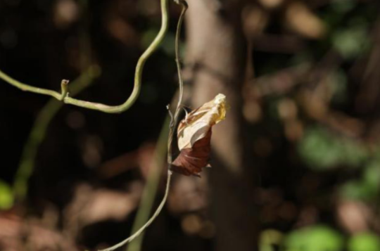 裳凤蝶蛹蜕(10月)