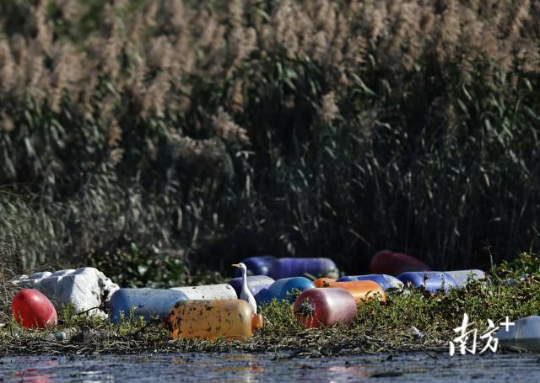 2024年12月13日，在培隆沙滩附近，一只牛背鹭在海漂垃圾堆中张望。