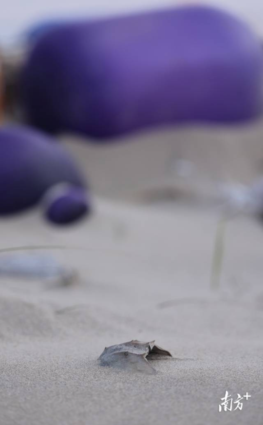 2023年11月30日，培隆沙滩上一只死去的鲎。鲎是国家二级保护动物，据当地渔民介绍，过去常在这片海滩见到它们的踪影。 