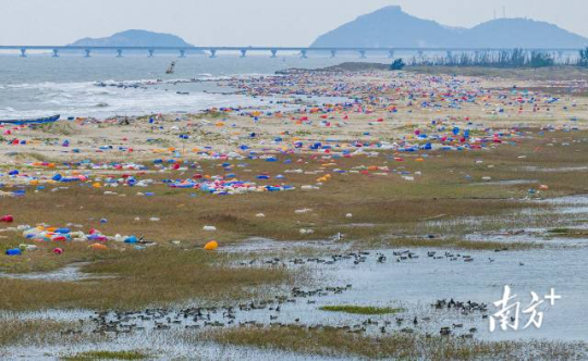 2023年12月1日，在培隆沙滩，一群针尾鸭在水中觅食，不远处海漂垃圾大片堆积。