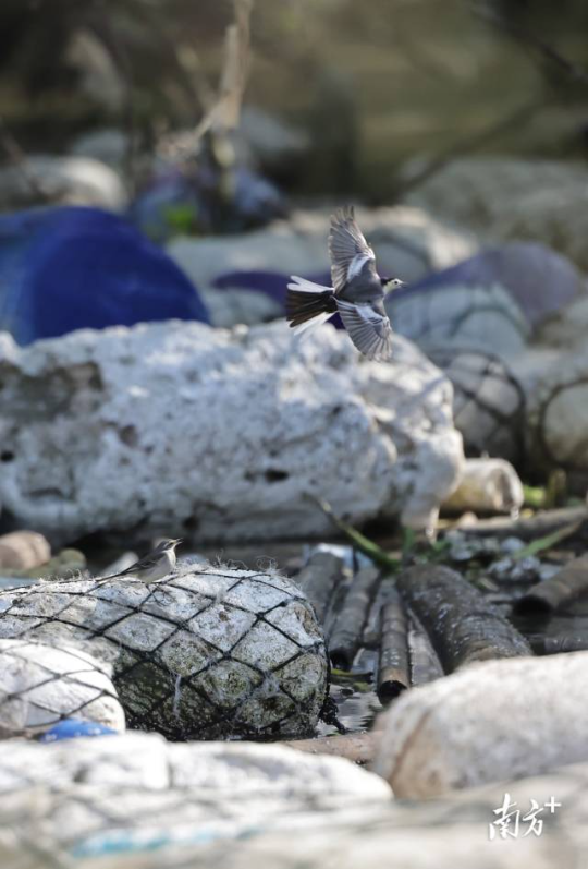 2024年12月13日，培隆沙滩旁的红树林，一只白鹡鸰穿梭于海漂垃圾中。