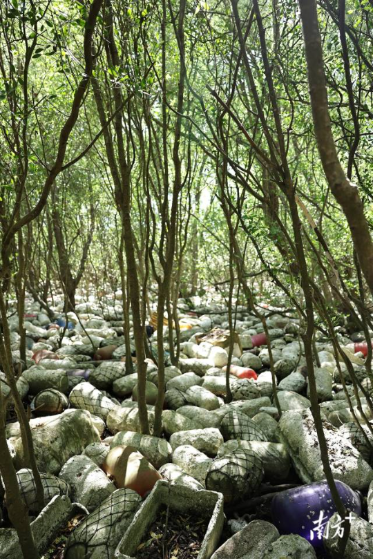 2025年6月25日，培隆沙滩旁的红树林，大片白色海漂垃圾覆盖红树林根部。