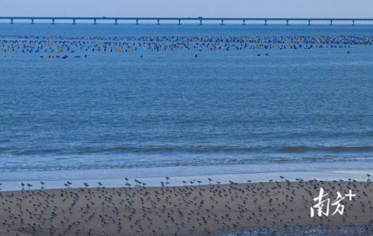 2023年11月29日，在培隆沙滩对出2公里外的海域，生蚝养殖户利用彩色塑料浮球养殖生蚝。 