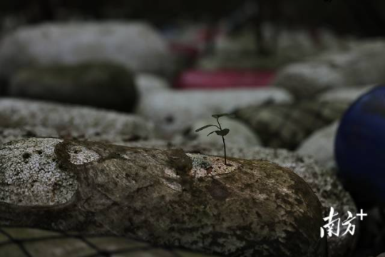 2024年12月12日，培隆沙滩旁的红树林，海漂垃圾侵袭红树林地盘，一棵小树苗在海漂垃圾上扎根生长。