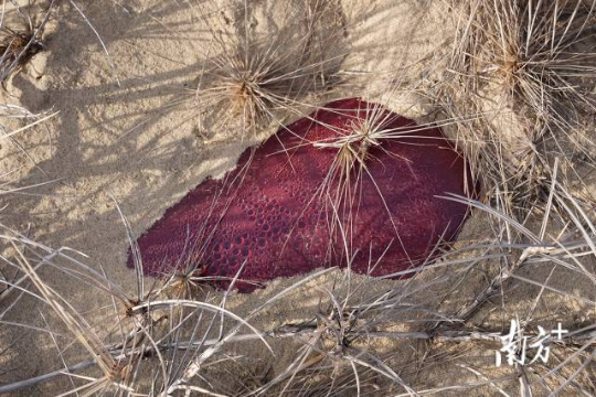 2024年12月13日，培隆沙滩上的彩色塑料浮球，日积月累，海沙覆盖了浮球。 