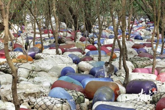 2023年11月30日，培隆沙滩一带红树林，大量垃圾侵蚀红树林，一只野猫走在其中。