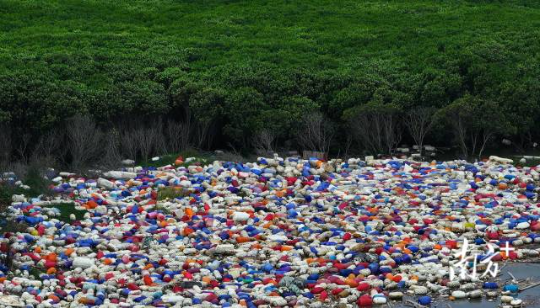 2023年12月1日，在培隆沙滩一带红树林，堆积着红色、蓝色等颜色的浮球，和边上连片绿色红树林形成鲜明对比。 