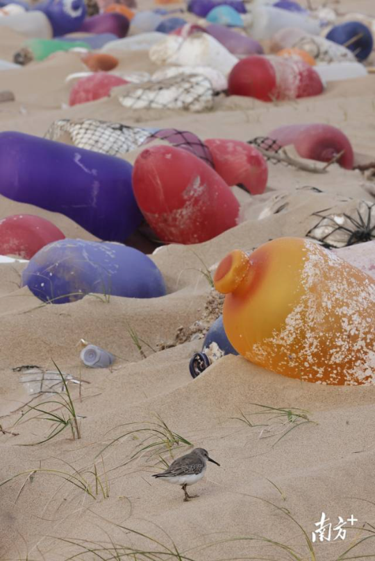 2023年11月30日，傍晚时分，培隆沙滩上，一只阔嘴鹬藏身于海漂垃圾之间。 