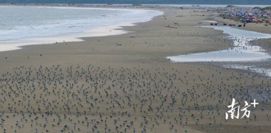 2023年11月29日，傍晚时分，培隆沙滩上，一群海鸟在栖息，旁边是颜色各异的海漂垃圾。