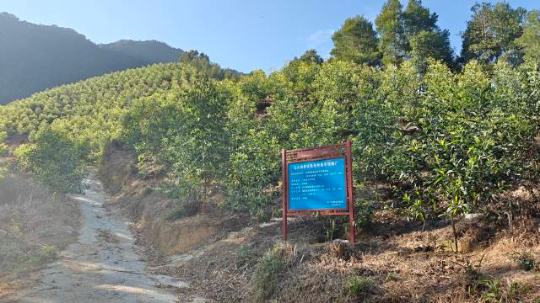 马大相思优良无性系示范推广基地。通讯员供图 马大相思优良无性系示范推广基地。通讯员供图