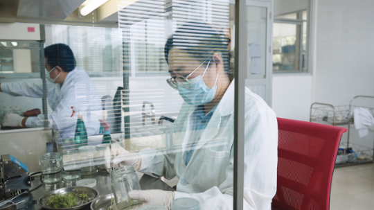 组培繁育苗木。通讯员供图 组培繁育苗木。通讯员供图