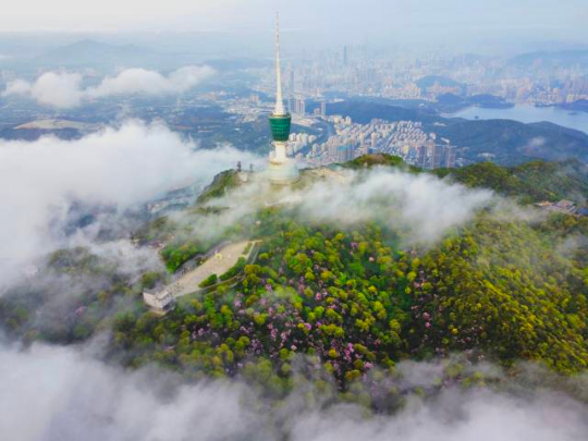 深圳市罗湖区梧桐山小梧桐绿美点。林荫供图