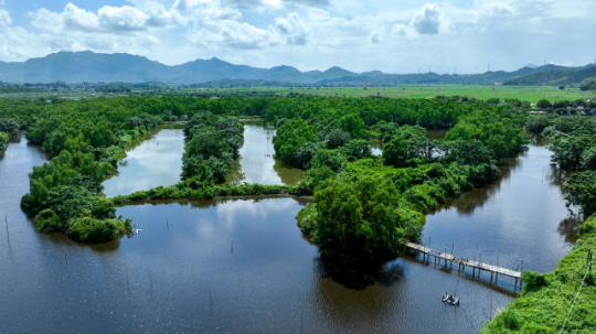 惠州好招楼绿美点。林荫供图
