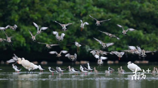 2025年,广东共监测到越冬水鸟88种,数量约12.9万只,同比增长近1.5万只。 通讯员 林荫 供图