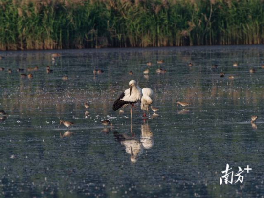 东方白鹳在南沙湿地过冬。 通讯员 林荫 供图