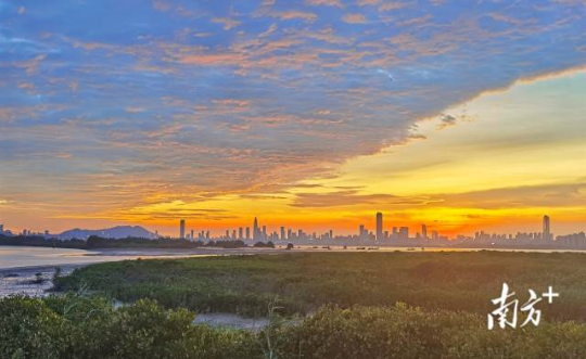 深圳福田红树林自然保护区。 通讯员 林荫 供图 深圳福田红树林自然保护区。 通讯员 林荫 供图