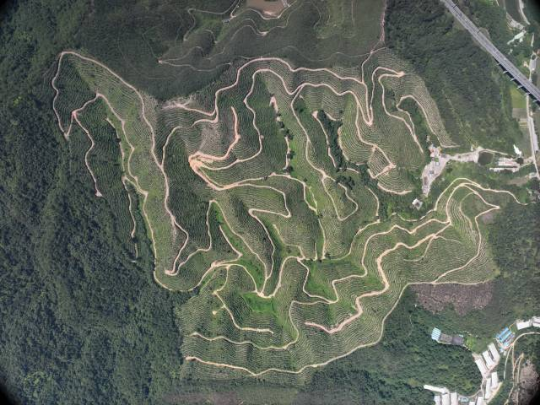 云浮市新兴县簕竹镇大斑块人工造林