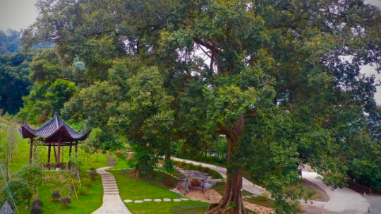 韶关仁化红椎古树公园