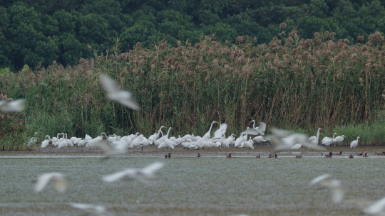 南沙湿地候鸟群。通讯员供图