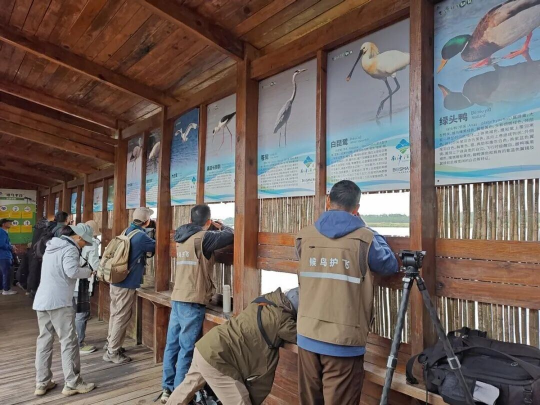 候鸟护飞行动之观鸟拍鸟营。通讯员供图