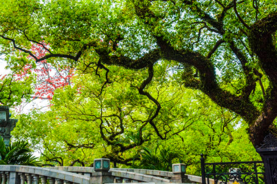 中山公园樟树林(古树公园) 中山公园樟树林(古树公园)
