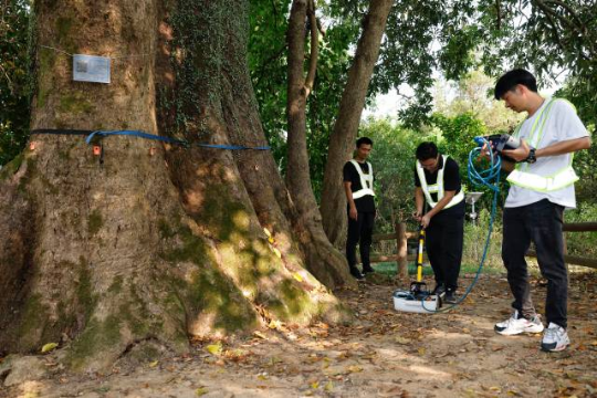 专家对秋枫树古树进行“体检” 专家对秋枫树古树进行“体检”