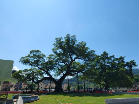 惠州麻榨镇千年古榕树公园 惠州麻榨镇千年古榕树公园