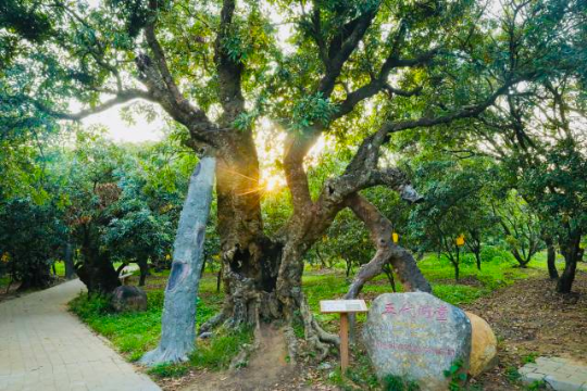 茂名根子贡园古荔枝树 茂名根子贡园古荔枝树