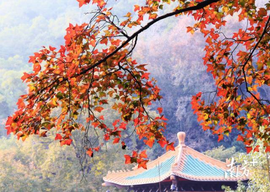 每年的11月至次年的1月是广东赏叶的好时节。 每年的11月至次年的1月是广东赏叶的好时节。