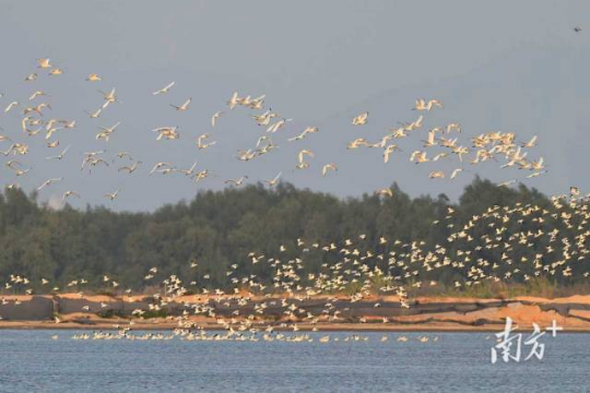 黑脸琵鹭常活动于海边潮间带、红树林及内陆水域浅滩等湿地环境。 通讯员 林荫 供图