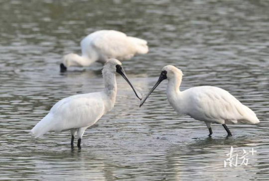 黑脸琵鹭常活动于海边潮间带、红树林及内陆水域浅滩等湿地环境。 通讯员 林荫 供图