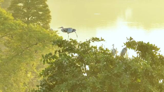 苍鹭是星湖国家湿地公园的常见鸟类之一