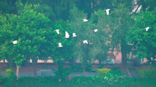 在星湖国家湿地公园,随处可见“飞鸟相与还” 在星湖国家湿地公园,随处可见“飞鸟相与还”