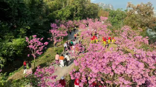 星湖的紫花风铃木盛开