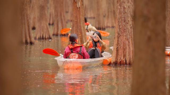 游客在落羽杉林里划玻璃船、拍照