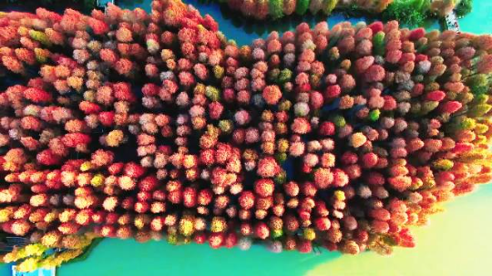 航拍落羽杉林 航拍落羽杉林