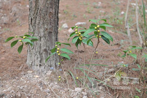 在林下种植金花茶，可以使一亩林地变成2亩来用
