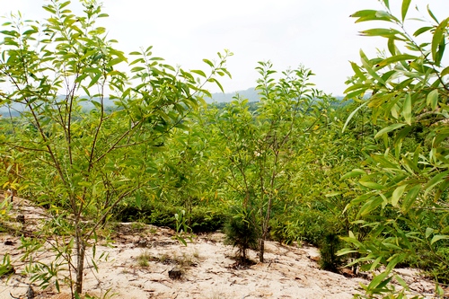 陆丰：2014年种植的碳汇林基本成林